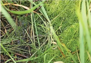  ?? Jenny Bennion ?? ●●A water vole feeding station at Red Moss