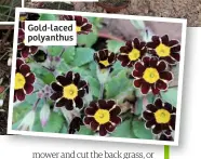  ??  ?? Gold-laced polyanthus