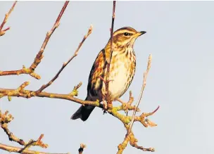  ?? Amy Lewis ?? A redwing