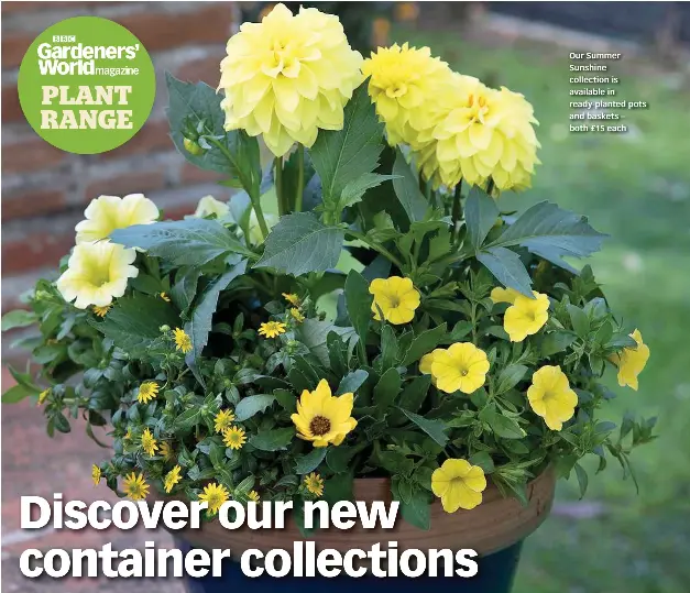 Tesco plant pots deals