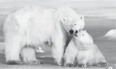  ?? JONATHAN HAYWARD/THE CANADIAN PRESS ?? 9 A polar bear and her cub in Wapusk National Park.