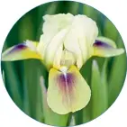  ??  ?? Iris pumila 'Bee Wings' Înflorește de la sfârșitul lui aprilie timp de două săptămâni. Înălțime maximă: 18 cm. Iarna, pentru scurte perioade, rezistă la temperatur­i de până la -30°C.