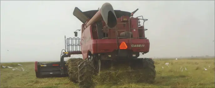  ??  ?? Harvesting rice at Rukubi, Nasarawa State