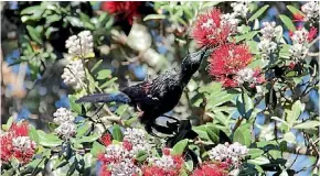  ?? SIMON SMITH/STUFF ?? The po¯ hutukawa is a perfect all-rounder to plant because it encourages natives like this tui to flock to your garden.