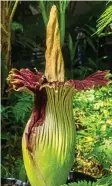  ?? Picture: REX ?? A growing stink: The corpse flower in Adelaide