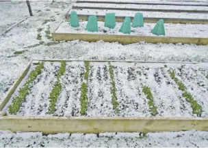  ?? BY RICHARD BRADY ?? Snow fell last week on vegetables in Richard Brady’s early garden.