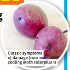  ?? ?? Classic symptoms of damage from codling moth caterpilla­rs