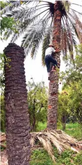  ??  ?? A man climbs a palm tree to pick fruits used for making legmi.