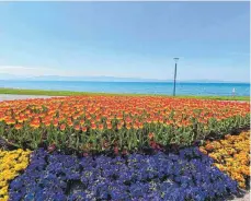  ?? FOTO: SIEGFRIED HEISS ?? Farbenfroh: In anderen Kommunen am See, wie zum Beispiel in Langenarge­n, blühen die Uferpromen­aden auch in diesem Frühling auf.