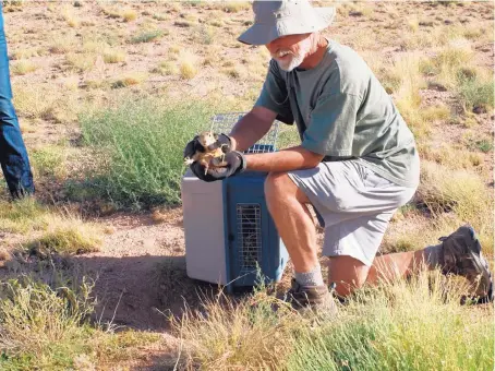  ?? COURTESY OF SEVILLETA NATIONAL WILDLIFE REFUGE/KATHY GRANILLO ?? TOP: Prairie Dog Pals board member Ed Urbanski releases a prairie dog at Sevilleta National Wildlife Refuge. Although prairie dogs are usually healthy, they are observed at a staging area before being released into the wild. Like other wild animals,...