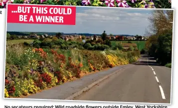  ?? ?? ...BUT THIS COULD BE A WINNER
No secateurs required: Wild roadside flowers outside Emley, West Yorkshire