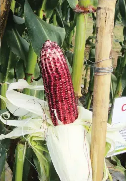  ??  ?? COLORED CORN – Seed companies are introducin­g new corn varieties for the boiled corn market. These include red, purple, bicolor and white hybrids. The colored corn varieties are said to have the additional advantage of containing more antioxidan­ts...