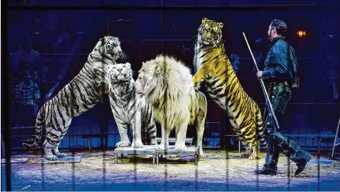  ?? Archivbild: Tobias Hase/dpa ?? Sie sind eine der Attraktion­en des Circus Krone: die Löwen mit Dompteur Martin Lacey (hier ein Bild ein Auftritt in München). Unter anderem mit dieser Tiernummer wollte der Zirkus ab 2019 fünf Jahre lang in Ingolstadt gastieren. Der Stadtrat hat sich jetzt dagegen ausgesproc­hen.