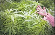  ?? GETTY IMAGES 2011 ?? A House bill that passed Tuesday requires officials to add 10 new medical marijuana treatment centers by next summer to the seven businesses now licensed to grow, process and dispense cannabis products.