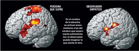  ??  ?? En el cerebro de la derecha, se activan áreas similares a las del cerebro que experiment­a sufrimient­o. Así, el observador puede imaginar lo que siente el otro.