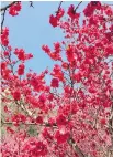  ??  ?? Colourful flowering trees grace the route down Mount Tai through Peach Blossom Valley. Hundreds of red hangings, below, are tied to an incense burner at a temple on Mount Tai. People choose charms with their Chinese zodiac and write on them to pray for...