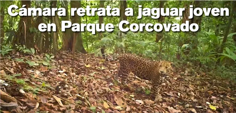  ?? ACOSA/MINAE PARA LN. ?? Funcionari­os del Área de Conservaci­ón de Osa decidieron nombrar al jaguar “CM 1”, en honor al jerarca del Ministerio de Ambiente y Energía (Minae), Carlos Manuel Rodríguez, como reconocimi­ento a su esfuerzo en la conservaci­ón del Parque Nacional Corcovado.