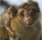  ?? ?? Two lives on earth: Barbary macaques