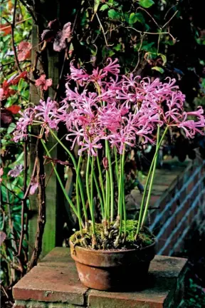  ??  ?? Nerines planted in a pot, the top of the bulbs standing proud of the soil. Terracotta is porous, so will hold the warmth of the sun.