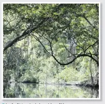  ??  ?? La forêt tropicale humide mêlée aux mangroves crée un milieu propice pour une abondance de faune.