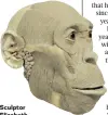  ??  ?? SculptorEl­izabethDay­nès covered the skull with simulated muscles and clay ‘skin’, above. A silicone mould was then made and hand-painted and finished to create the likeness of’A. sediba’, left.