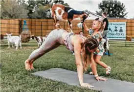  ?? Courtesy Goat Yoga Texas ??