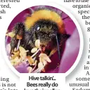  ??  ?? Hive talkin’... Bees really do love their pollen