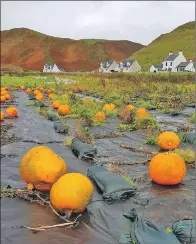  ??  ?? The many colourful and unique pumpkins at Bellochant­uy’s Farm Stall.