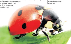  ??  ?? They might be annoying, but Grandma says ladybugs can bring you luck. 123RF