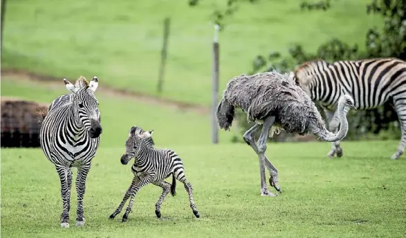  ??  ?? Hamilton Zoo has 130,000 visitors a year and that is expected to increase as the city grows.