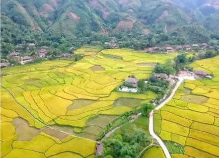  ?? VNA/VNS Photo ?? NEEDS PROTECTION: Stilt houses of the Tày ethnic group among rice fields in Lào Cai. The province is implementi­ng various solutions to minimise the impacts of tourism on the environmen­t.