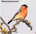  ??  ?? Picture by Amy Lewis Spotted A bullfinch is one of the species you might spot during the RSPB Big Garden Birdwatch