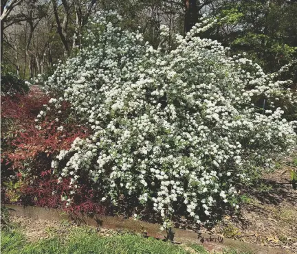  ?? NEIL SPERRY
Special to the Star-Telegram ?? Bridal wreath should be pruned now that it has finished blooming.