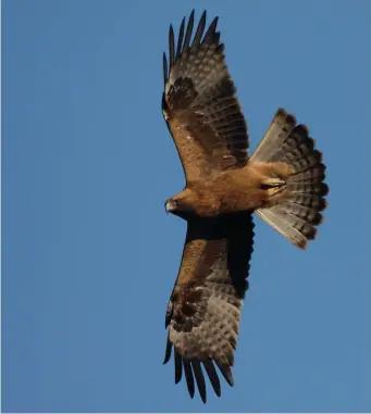  ?? ?? THREE: Booted Eagle (Cadiz, Spain, 28 March 2011). Though superficia­lly buzzard-like, this bird shows a longer-winged silhouette with a more ‘rectangula­r’ wing. The underwing is also more solidly dark, lacking pale in the underwing coverts, with a dark bar across the mid-wing. The barring in the flight feathers is faint and there is a narrow pale ‘window’ in the inner primaries. The underparts are a rich uniform brown with no trace of blotchines­s or any pale crescentic area in the breast. Further clues are provided by the slightly longerneck­ed, more eagle-like ‘front-end’ and slightly longer tail.