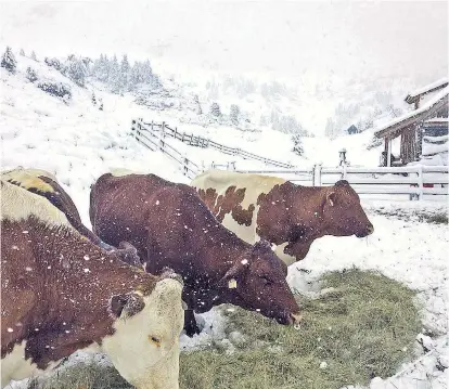  ??  ?? Kühe im Schnee in Obertauern. Der angesagte Wetterstur­z hat am Wochenende im Gebirge für ergiebigen Regen und teils kräftige Schneefäll­e gesorgt.