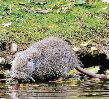  ?? FOTO (ARCHIV): KLAUS DIEKER ?? Nutrias graben ihre Bauten oft mehrere Meter tief in Uferböschu­ngen und Deiche. Dadurch können die Uferbefest­igungen einstürzen. Die Tiere vermehren sich rasch: Sie bringen mehrmals im Jahr Junge zur Welt.