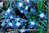  ??  ?? Glory of the snow (Chionodoxa).