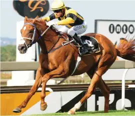  ??  ?? READY TO WIN. Jika will be having his third run in Port Elizabeth today and will be hard to beat in Race 4 on the Fairview Polytrack.