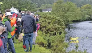  ?? 50_c39duckrac­e07 ?? Hundreds of spectators lined the bank of the river to watch the ducks’ progress.