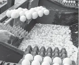  ??  ?? Millions of eggs have been removed from supermarke­t shelves and destroyed— AFP