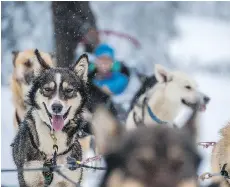  ?? DESTINATIO­N BC / RYAN CREARY ?? Dogsleddin­g at Sun Peaks Resort.