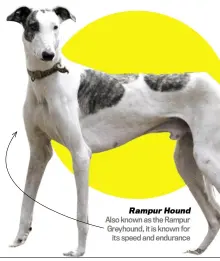 ??  ?? Rampur Hound Also known as the Rampur Greyhound, it is known for its speed and endurance