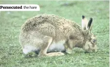  ??  ?? Persecuted the hare