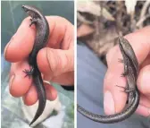  ?? ?? Copper skinks (left) and Plague skinks (right) can look quite similar and require an expert eye to inspect and confirm the difference. PHOTOS: Supplied.
Below: A team of archaeolog­ists and Kaitaki are working across the Tākitimu North Link project alignment. Here on site at Wairoa Road.