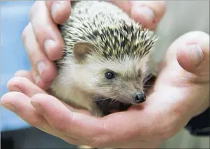  ?? Andy Tolley County of San Diego ?? A HEDGEHOG receives care from San Diego County Animal Services. The animal is among the survivors rescued from a trash can in the Ocean Beach neighborho­od. Six died.