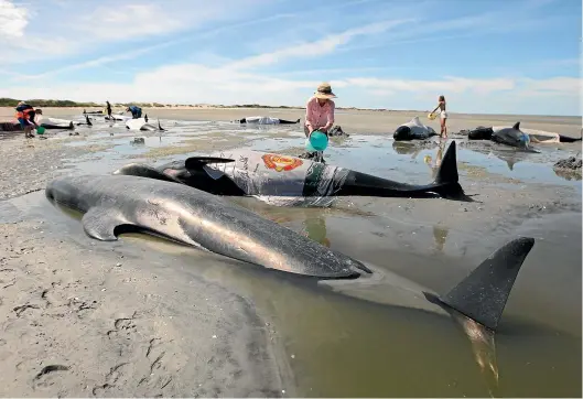  ?? NINA HINDMARSH/STUFF ?? Forty-nine pilot whales stranded on Monday at Farewell Spit, which is known for mass strandings. The whales’ sonar hits the gently sloping sandy beach and is reflected upwards, so they don’t get a return echo and, as far as they are concerned, it’s clear ahead.