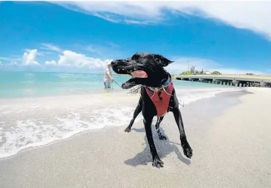  ?? CASSIE ARMSTRONG/ORLANDO SENTINEL ?? All public Sanibel beaches allowwell-behaved, leashed dogs.