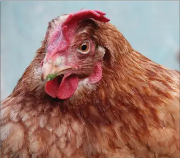  ??  ?? Hens are companions as well as being production animals