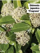  ?? ?? Skimmia
japonica ‘Fragrans’