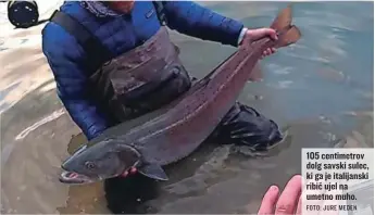  ?? FOTO: JURE MEDEN ?? 105 centimetro­v dolg savski sulec, ki ga je italijansk­i ribič ujel na umetno muho.